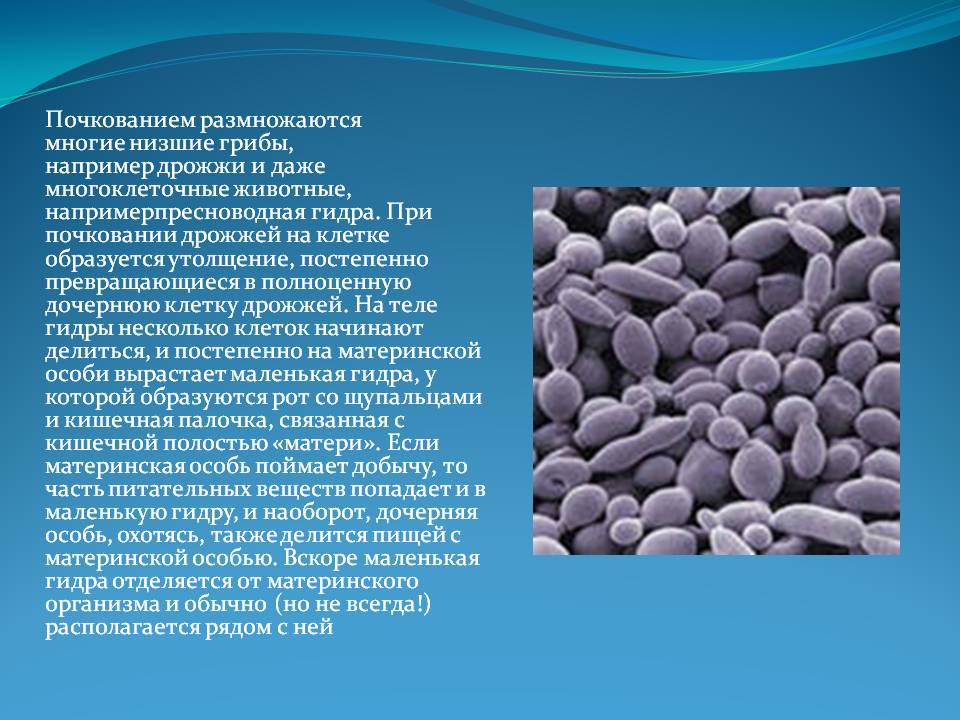 Кракен последние ссылки