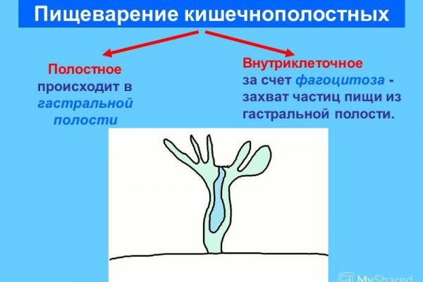Kraken актуальные зеркала krakentor site