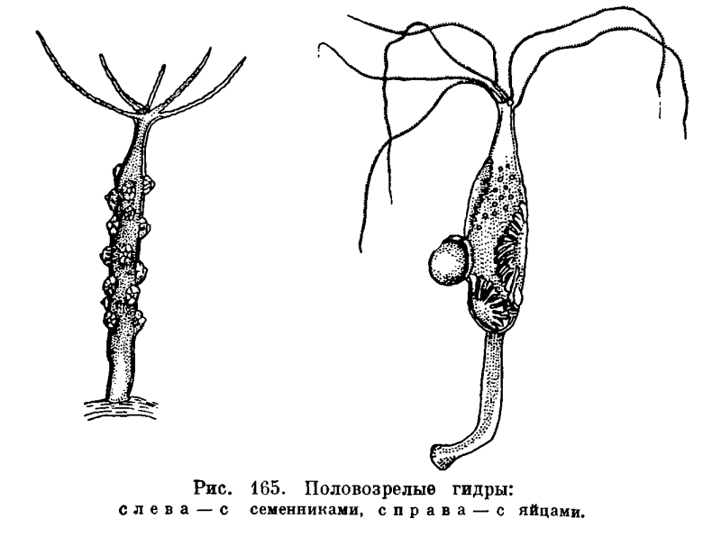 Кракен ссылка онлайн